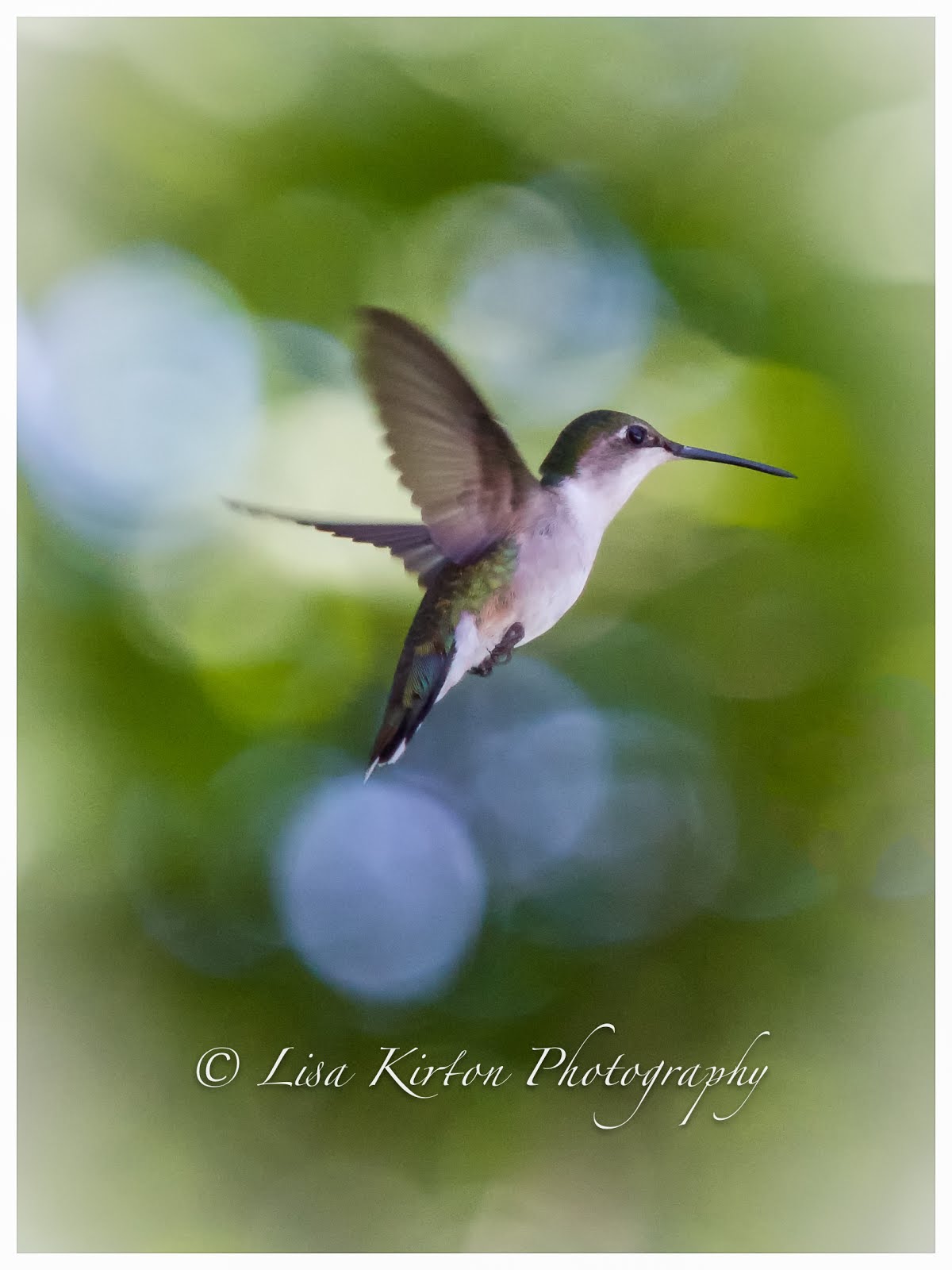 Hummingbird in my Backyard