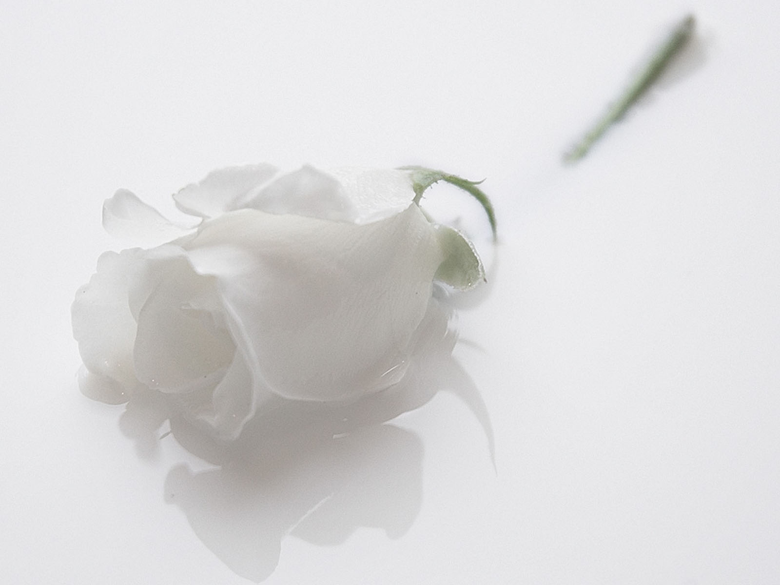 Только показались первые нежно белые. Нежные белые цветы. Белое на белом. Белые цветы на белом фоне. Цветы белые розы.
