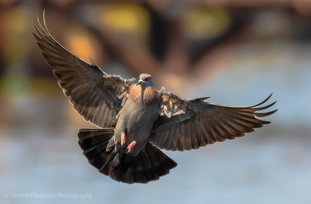Landing Sequence of a Speckled Pigeon, Woodbridge Island Image Copyright Vernon Chalmers Photography