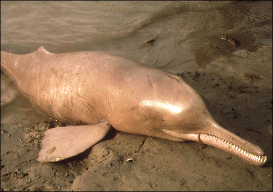 And I Think to Myself...What A Wonderful World.: Creature Feature: Indus  River Dolphin.