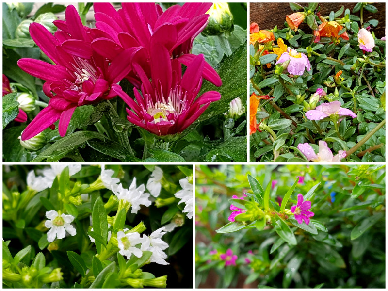 Nunu S Garn Und Stofflabor Neue Blumen Fur Kubel Und Kisten