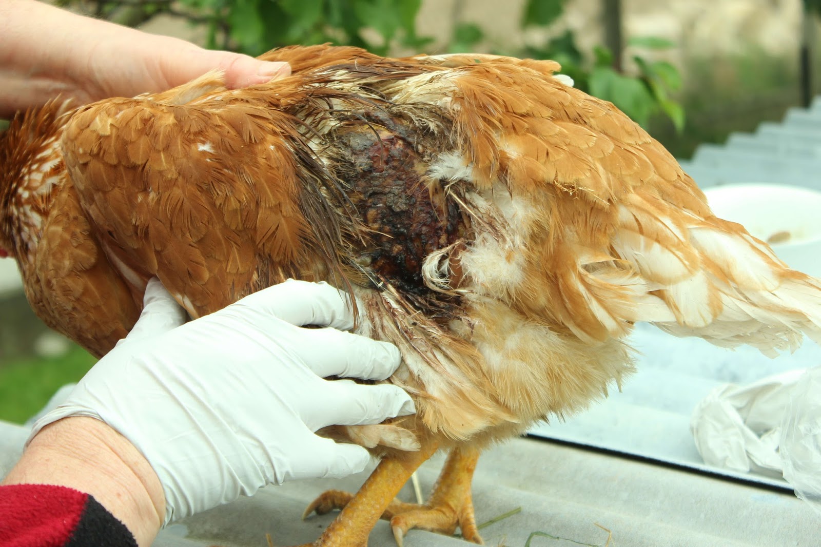 The Holistic Hen How To Raise Quail Chickens And Pigeons Organically In A Food Forest Treating A Serious Rooster Cockerel Wound On A Chicken With Clay And Essential Oils