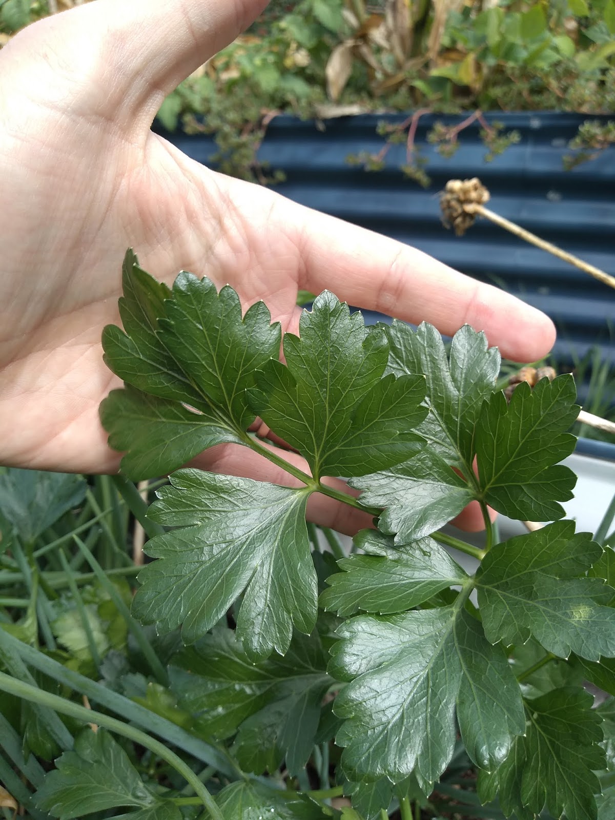 Mudflower Giant Parsley