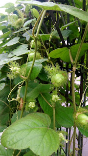 Permot ( Passiflora Foetida L )