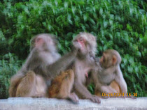 'See, Hear and Speak Evil ...'  Simian pals at Monkey Temple, Kathmandu, Nepal