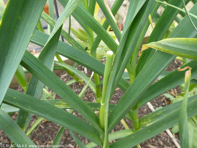 The garlic plant with a scape having been snapped off a couple of days before. It grew a little bit more (another 3-4 cms) but then stopped.