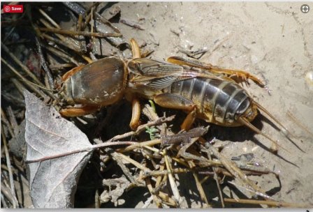 101 Gambar Hewan Gaang Kekinian Gambar Pixabay