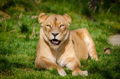 Lion Images Lion Images