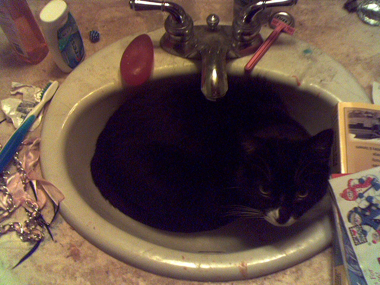 Can i wash my teeth, please Funny Cat Pictures