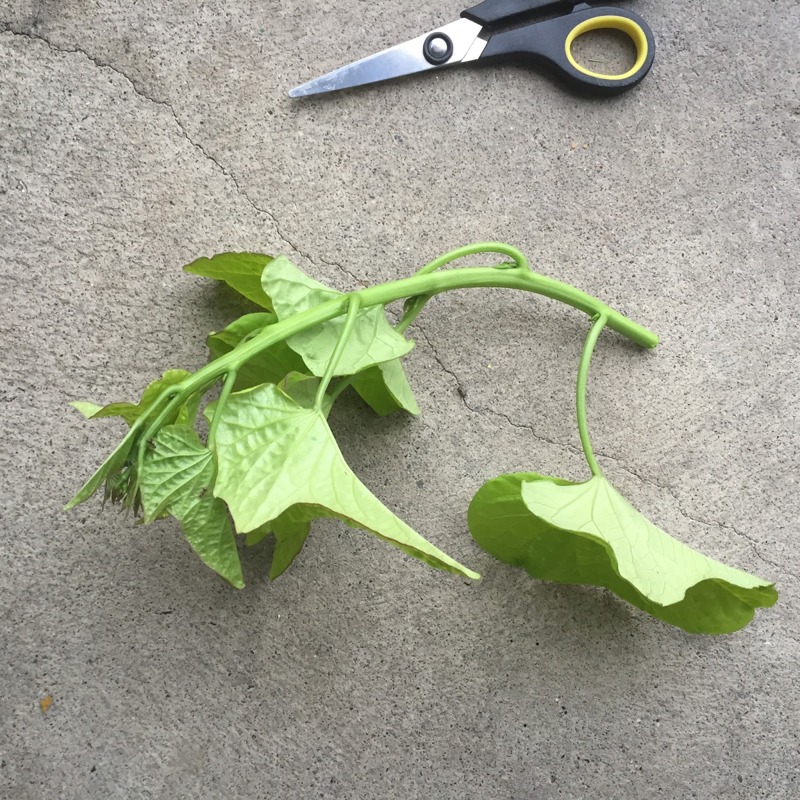 BumbleDo How to propagate Sweet Potato Vine