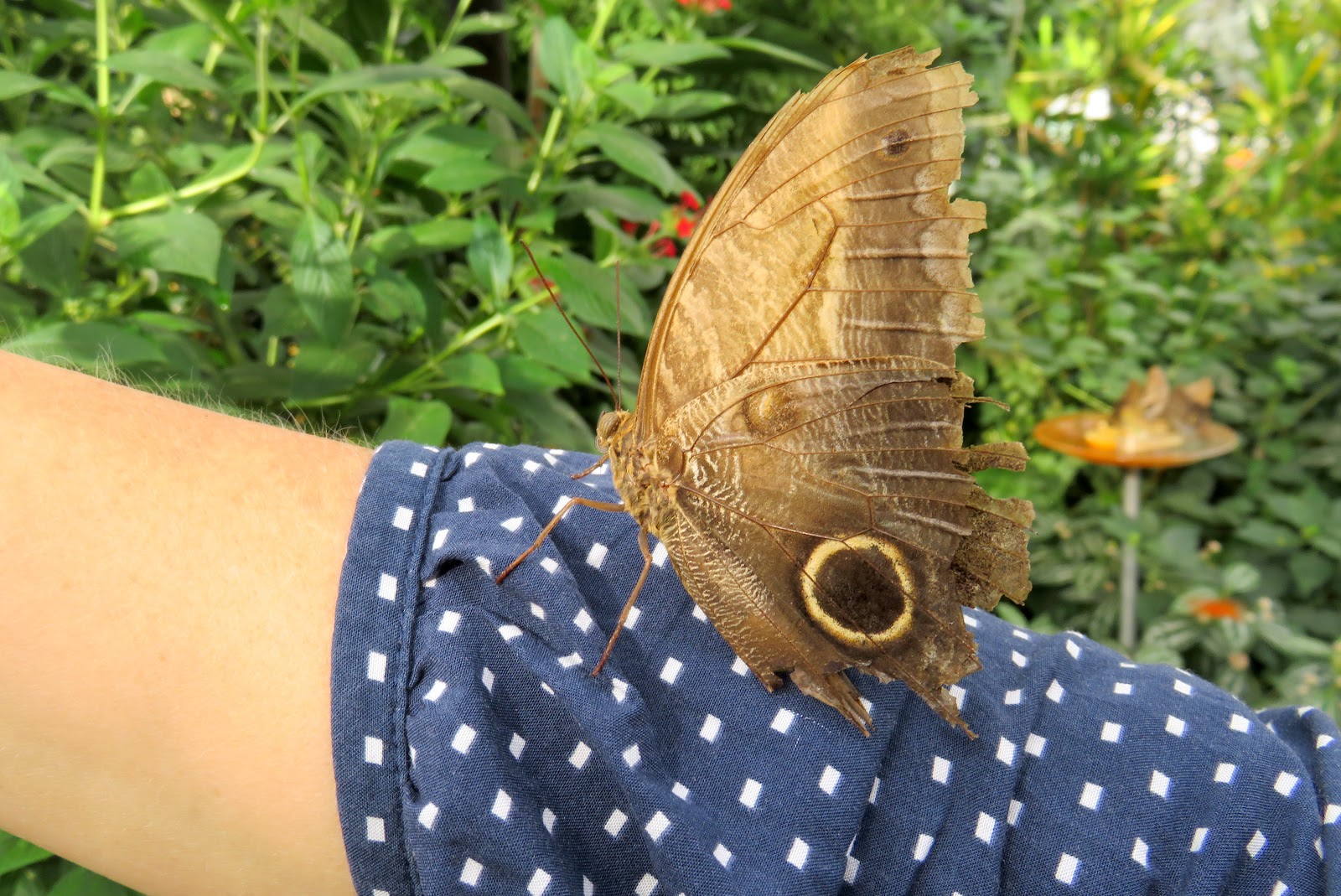 Bodenseewellen: Schmetterlinge im Winter