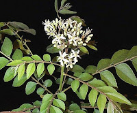 Kariveppila is used as spice in curries