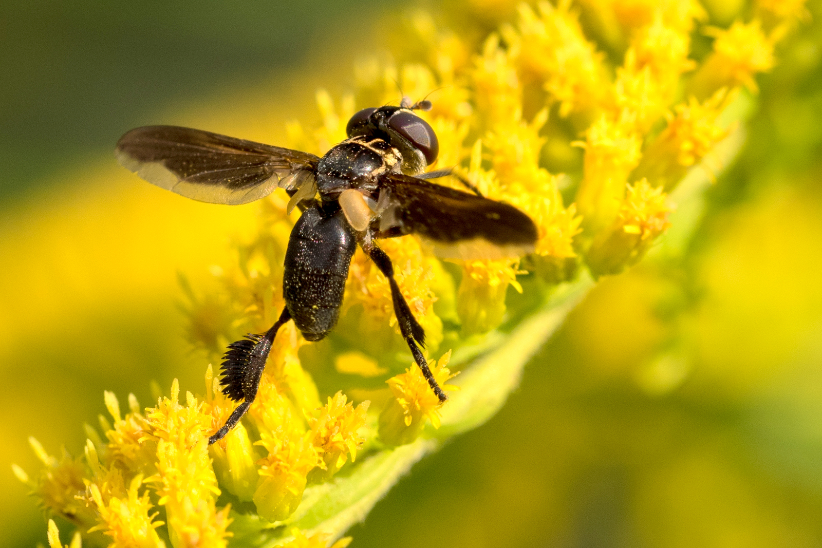 INSECTES et cetera LES SPECIALISTES 1 Trichopoda pennipes
