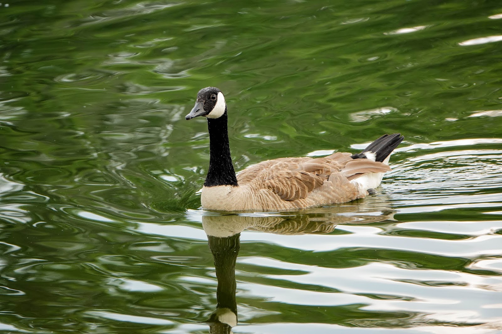 THE BIRD HOUSE: CANADA GOOSE: 06/20/2020