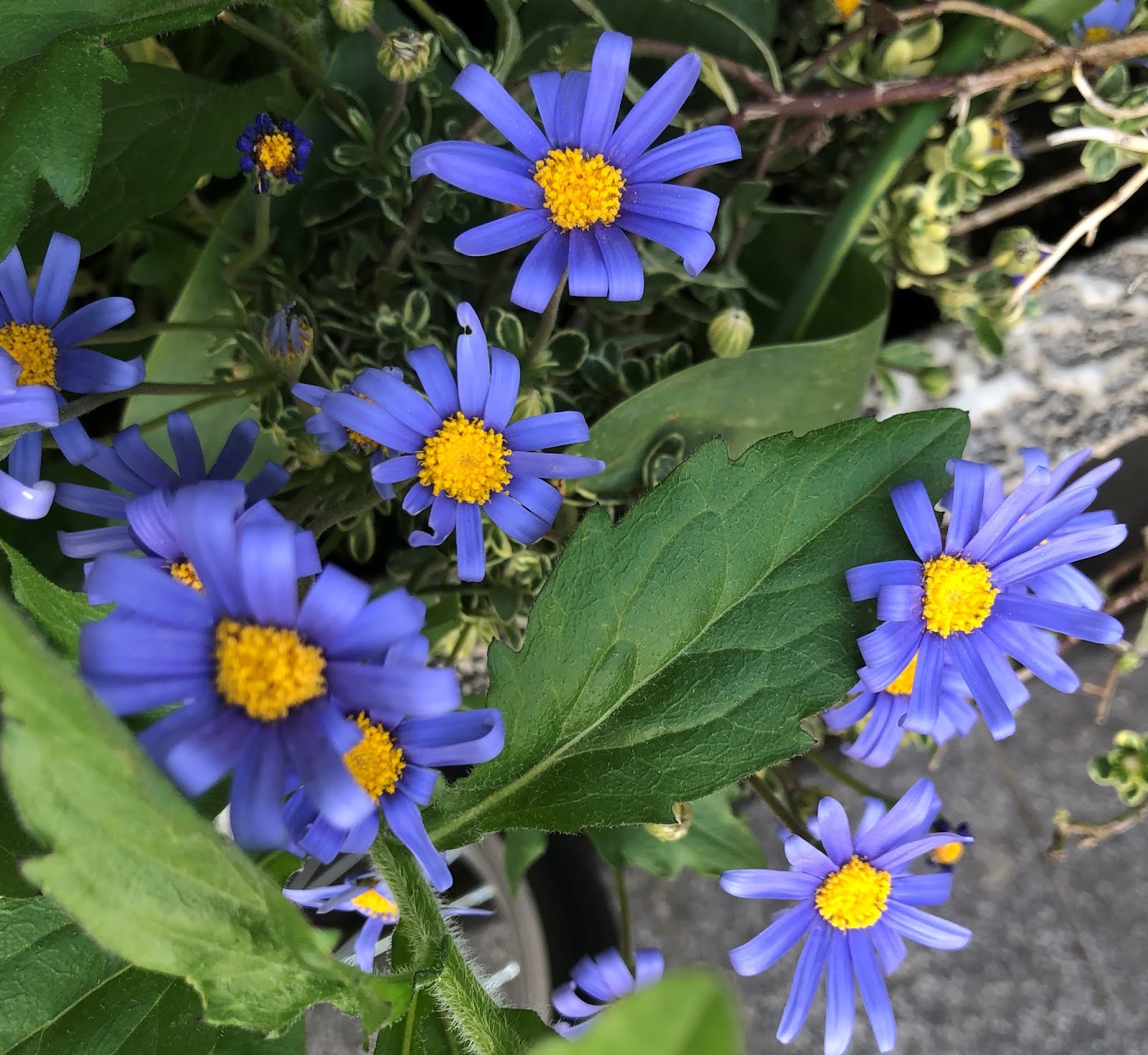 Plants and Flowers in Tokyo by Kei Narujima 東京の草花 なるじまけい Blue Daisy
