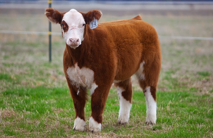 RCC Blog County Line Cattle Co selling Rodgers' sired cattle