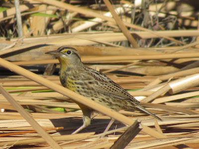 Colusa National Wildlife Refuge