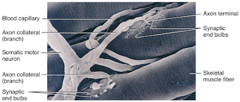 Skeletal Muscle Contraction, Neuromuscular Junction, Motor end-plate