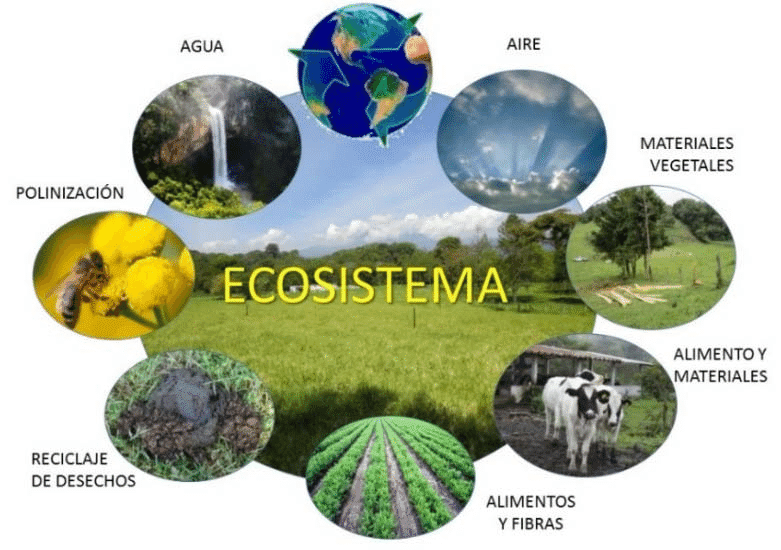 QUINTO GRADO ECOSISTEMAS Y POLINIZACIÓN