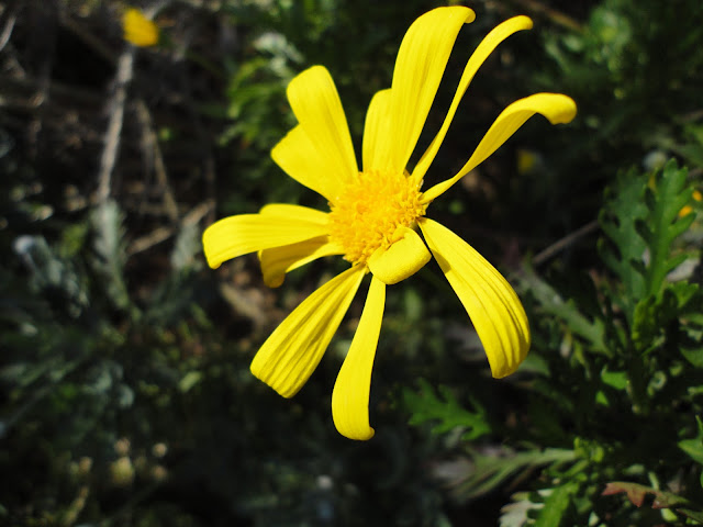 FLORES DE EURYOPS, MARGARITAS AMARILLAS.