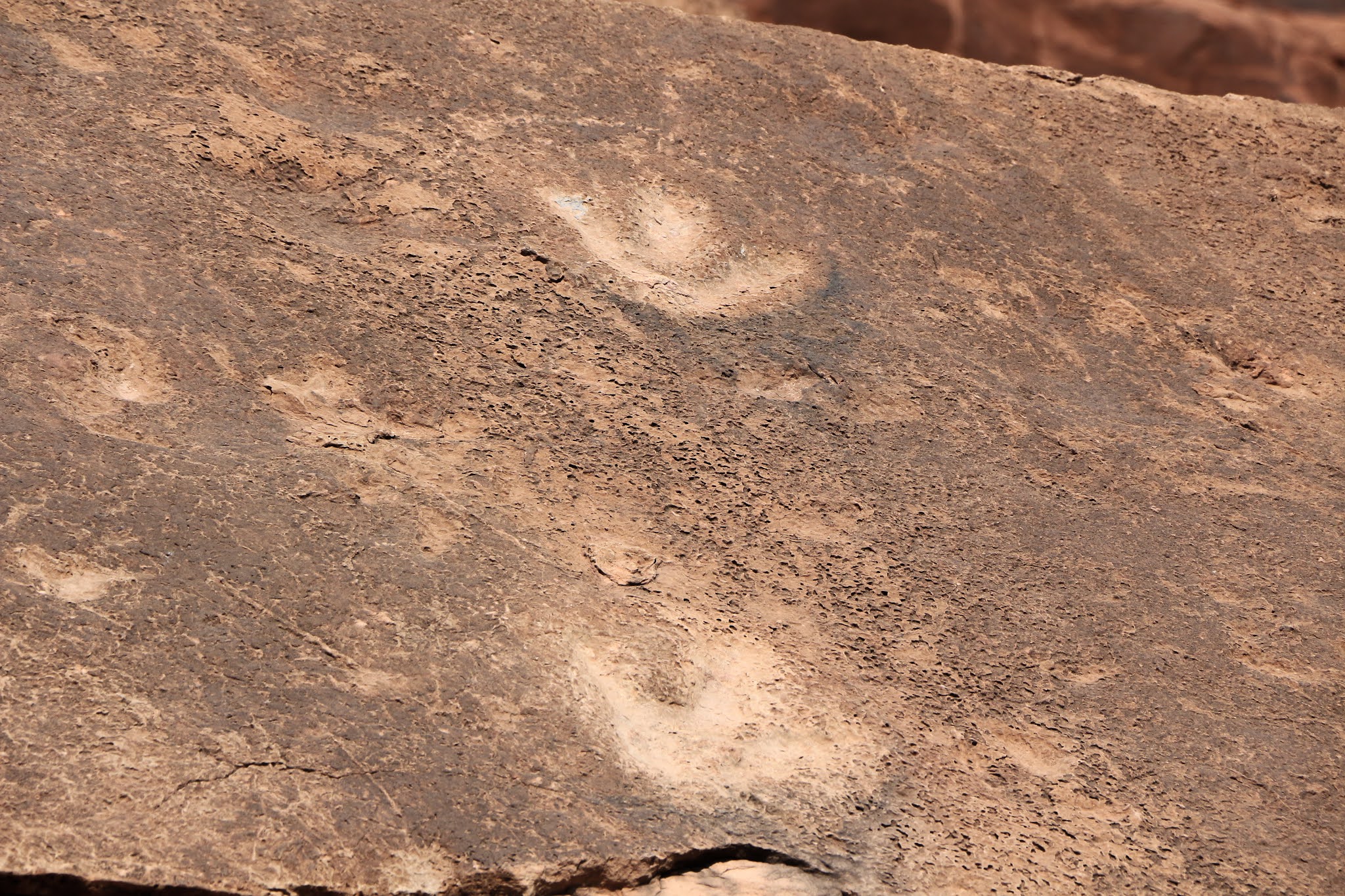 The Paleoveterinarian Moab Dinosaur Tracks