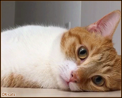 Art Cat GIF • Cinemagraph • Funny sleepy cat looking at camera moves only right ear Art Cat GIF • Cinemagraph • Funny sleepy cat looking at camera moves only right ear