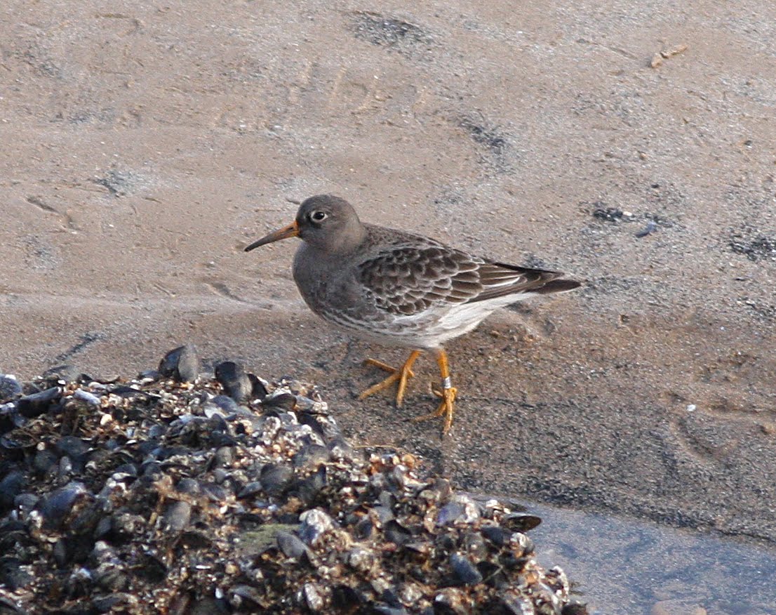 Mark James Pearson pulling mussels from a shell