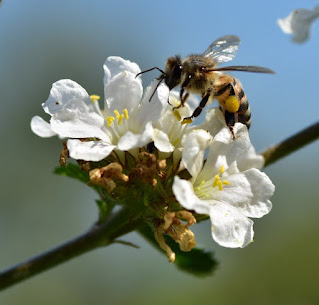fotos de abejas cesar augusto rincon gonzalez