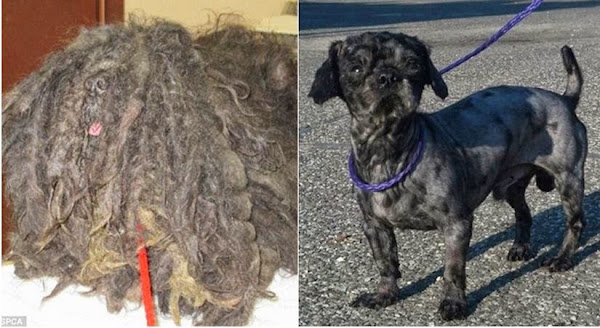 Cachorro abandonado reaprende a caminar después de seis años de maltrato
