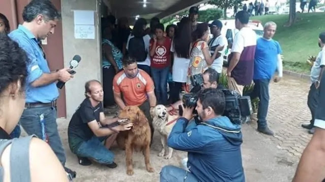 Cães em Brumadinho encontram 4 pessoas vivas