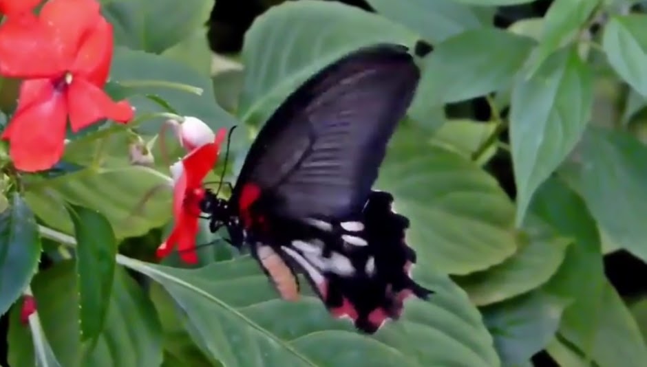 arti kupu kupu putih masuk rumah malam hari - Gavin Black