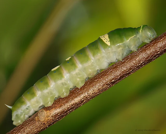 Ulysses caterpillar on a different rainforest tree