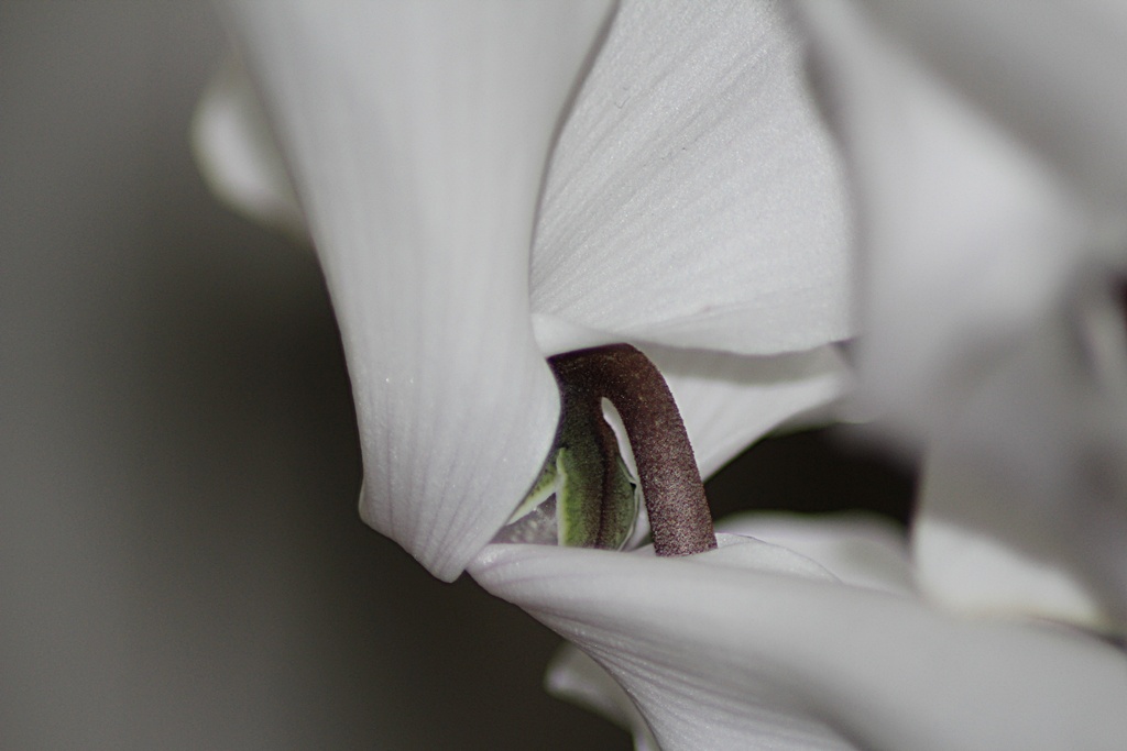 Blausternchen Sehnsucht Nach Dem Anderswo