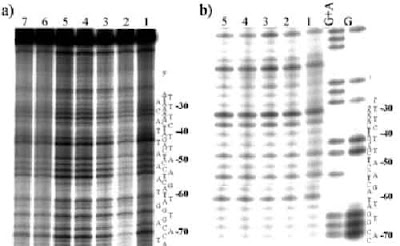 ΥΒΡΙΔΙΑ ΕΞΩΓΗΙΝΩΝ οι ΦΑΡΑΩ δείχνει ΜΕΛΕΤΗ του DNA τους  