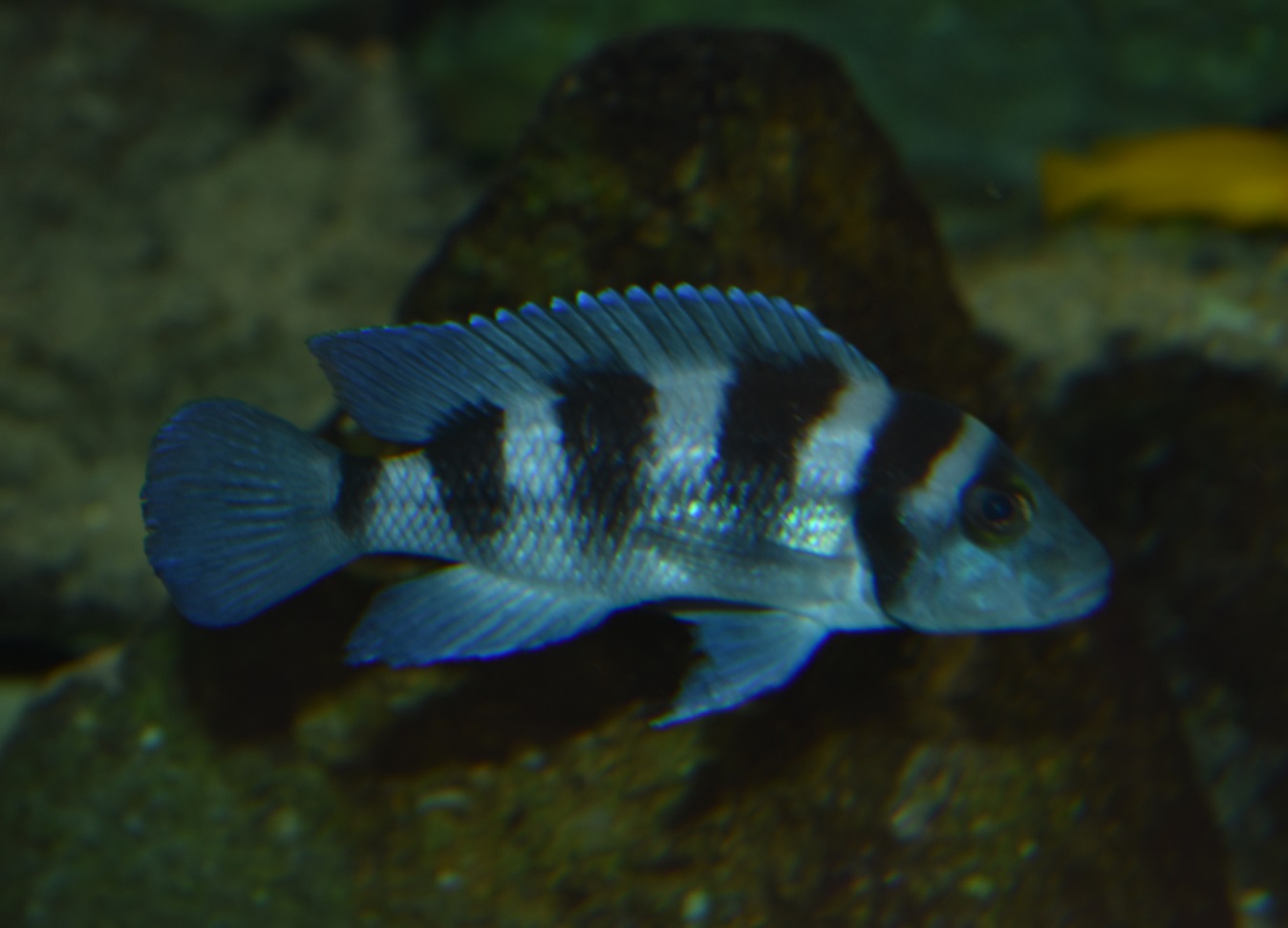 ZOOTOGRAFIANDO (6.096 ANIMALS) C??CLIDO FRONTOSA ENANO / FIVEBAR