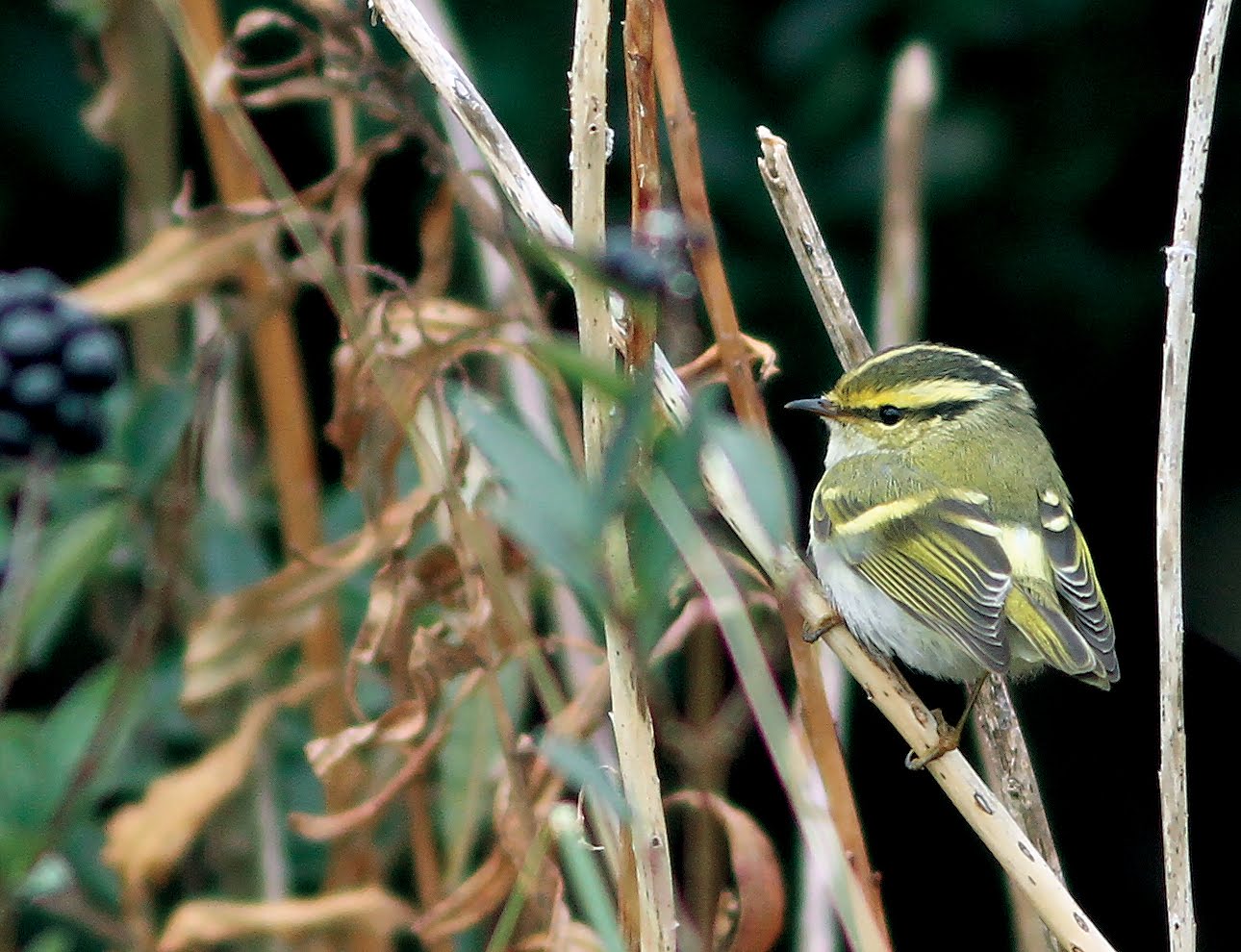 PALLAS'S WARBLER