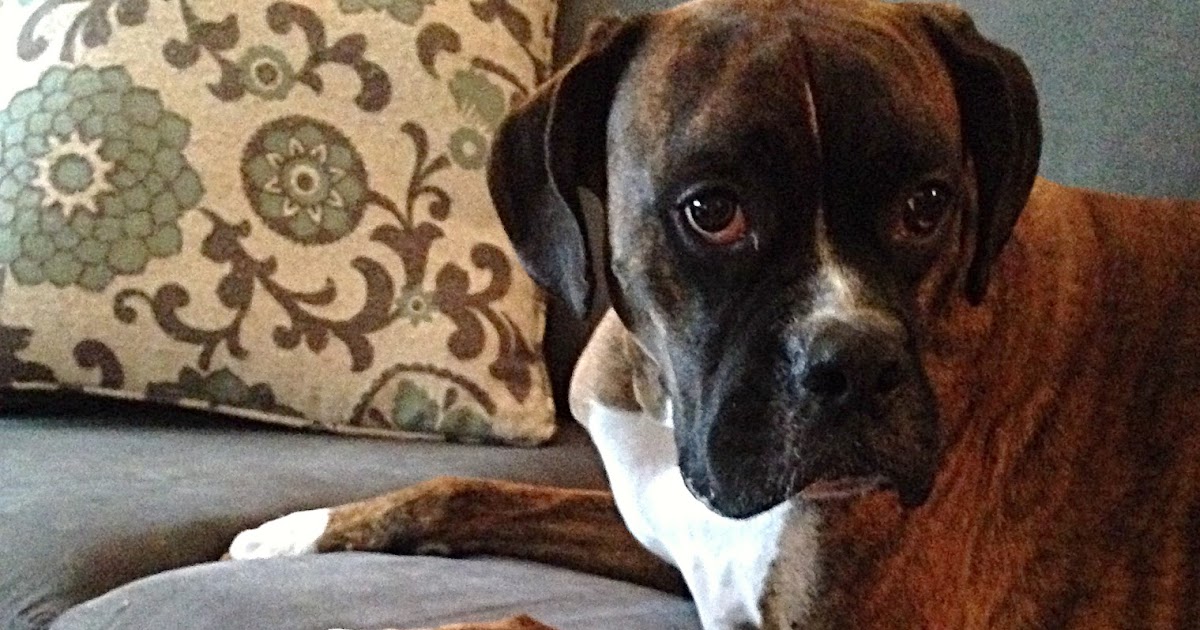 GEORGE THE BOXER DOG