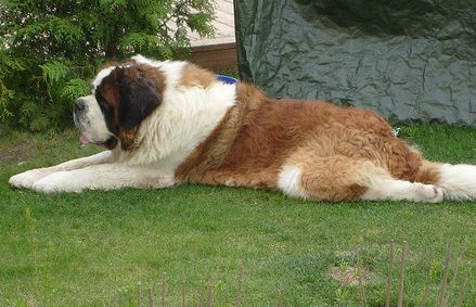 Bernhardiner Mischling