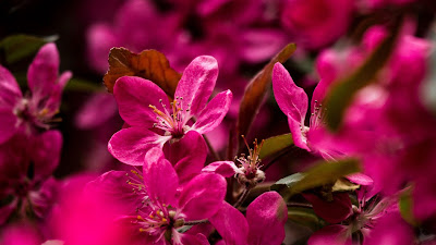 Free wallpaper pink flowers, petals, close up