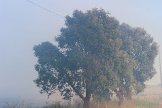 Alentejo, olivais superintensivos