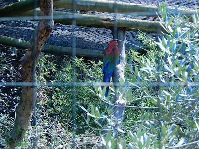 Parco Gallorose（ガッロロゼ公園）熱帯地方の鳥