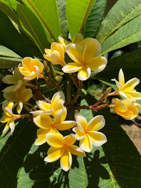 Как крымчане филиппинились: Боракай и Себу -Белый песок на Белом пляже, гигантские ракушки и китовые акулы