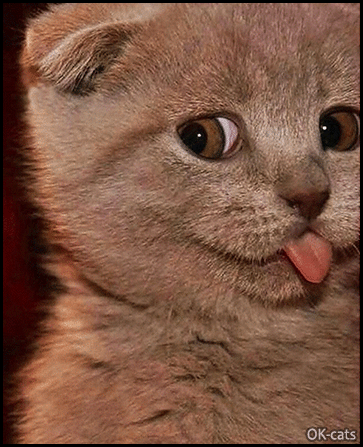Art Cat GIF • “Na Na Na Na Boo Boo!” Funny blue kitten sticking his tongue out Art Cat GIF • “Na Na Na Na Boo Boo!” Funny blue kitten sticking his tongue out