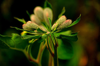 Distel, Thistle, chardon, cardos, cardi, một loại cây gai, bogáncs, ohdake, cardo, oset, bodliak, osat, distels, Thistles, репеи, tidsler, Ohdakkeet, chardons, Distel, Thistle, chardon, cardos, cardi, một loại cây gai, bogáncs, ohdake, cardo, oset, bodliak, osat, distels, Thistles, репеи, tidsler, Ohdakkeet, chardons,