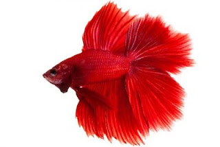 jenis ikan cupang warna merah