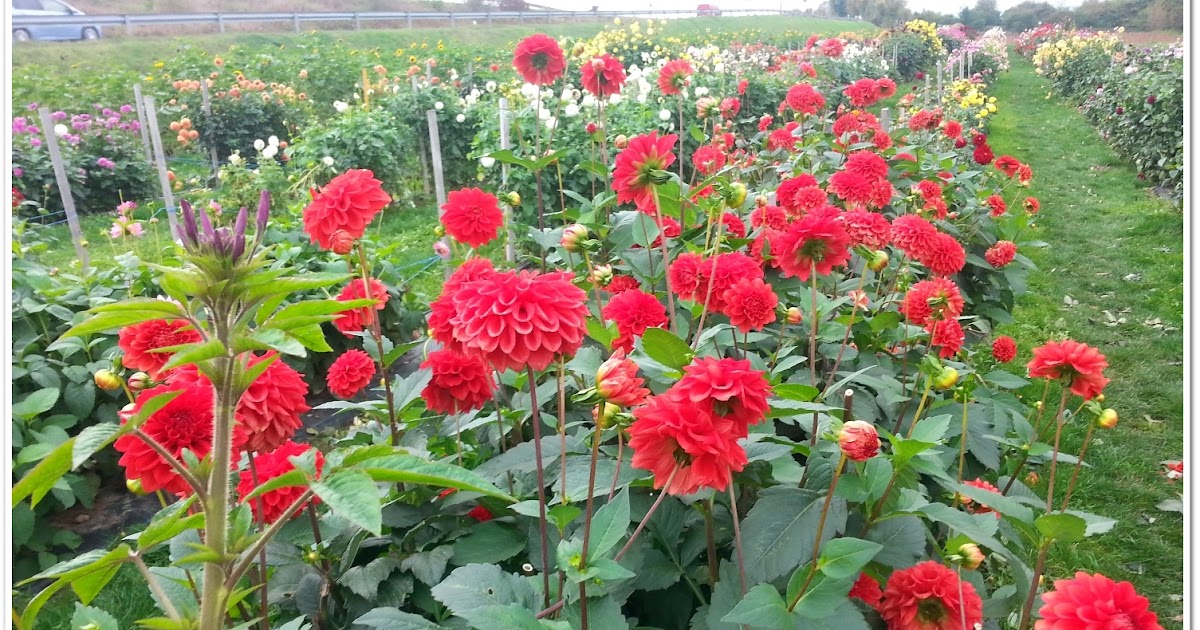 Freude Am Garten Ein Meer Von Dahlienbluten