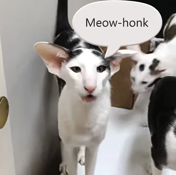 Oriental Shorthair meow-honk. Screenshot plus words added.