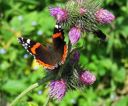Rusałka admirał (Vanessa atalanta) i oset łopianowaty (Carduus personata). Rusałka admirał (Vanessa atalanta) i oset łopianowaty (Carduus personata).