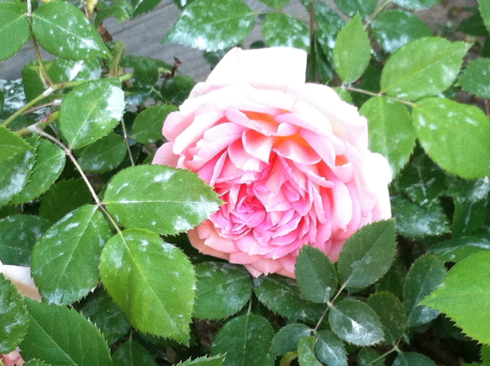 Robyn's Roses