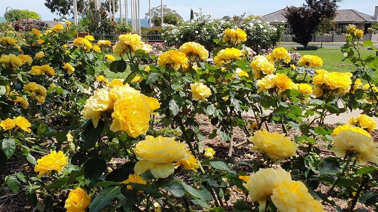 When life is full of roses | Morwell Centenary Rose Garden#N# - #N# For ...